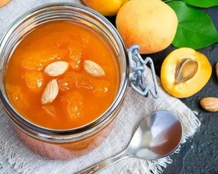 6 royal recipes for pitted apricot jam for the winter