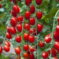 Selection of the sweetest varieties of tomatoes for open ground and greenhouses