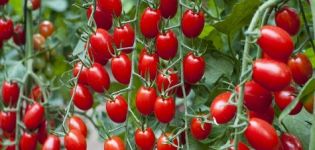 Selección de las variedades de tomates más dulces para campo abierto e invernaderos.