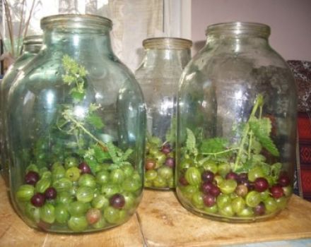 Simple and original recipes for making red and black currant compote with gooseberries for the winter