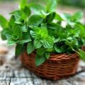 How to properly grow and care for mint in a greenhouse