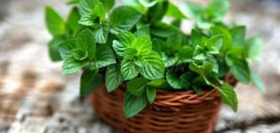 How to properly grow and care for mint in a greenhouse