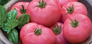 Caractéristiques et description de la variété de tomate Pink miracle, son rendement