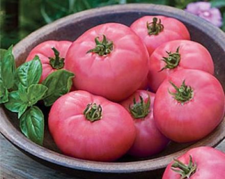 Características y descripción de la variedad de tomate Pink Miracle, su rendimiento.