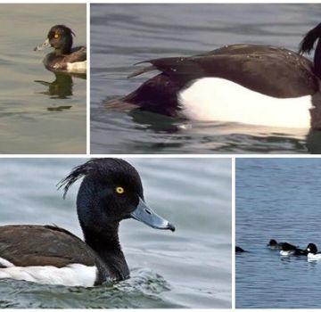 La aparición de un pato crestado y de qué se alimenta el pato negro, hábitats y enemigos.