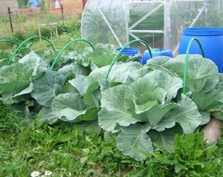 Description of the Amager cabbage variety, characteristics and cultivation