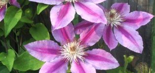 Clematis veislių aprašymas ir charakteristikos Nelly Moser, sodinimas ir priežiūra