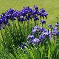 Descripción de variedades de iris siberiano, plantación y cuidado en campo abierto.