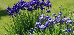 Description des variétés d'iris de Sibérie, plantation et entretien en plein champ