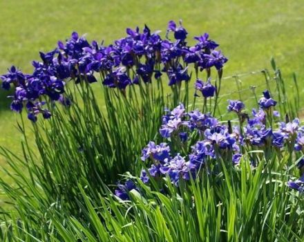 Description des variétés d'iris de Sibérie, plantation et entretien en plein champ