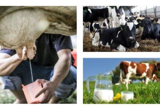 Combien de lait une vache donne-t-elle en moyenne par jour et le nombre de jours par an