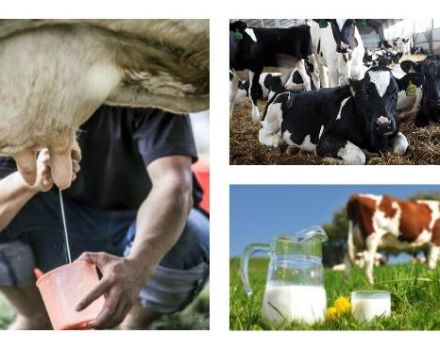 Combien de lait une vache donne-t-elle en moyenne par jour et le nombre de jours par an