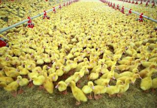 Breeding ducks as a business is profitable or not, the profitability of rearing