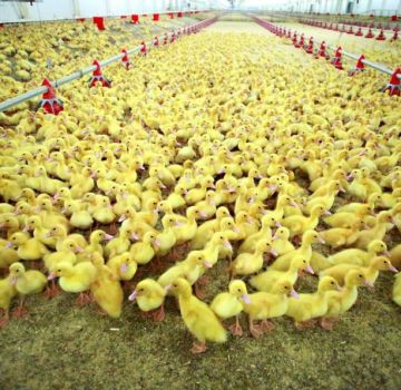 Breeding ducks as a business is profitable or not, the profitability of rearing