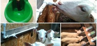 Jenis dan keperluan peminum kambing, arahan untuk membuat tangan anda sendiri