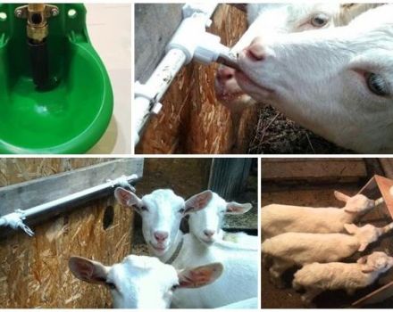 Jenis dan keperluan peminum kambing, arahan untuk membuat tangan anda sendiri