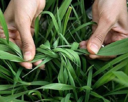 When and why should you tie garlic leaves?