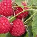 The best varieties of raspberries for growing in the Moscow region, agricultural planting and care