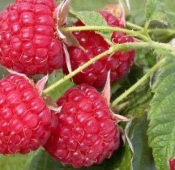 Les meilleures variétés de framboises pour la culture dans la région de Moscou, la plantation agricole et les soins