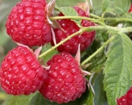 Les meilleures variétés de framboises pour la culture dans la région de Moscou, la plantation de technologie agricole et de soins