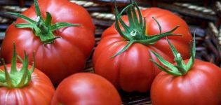 Characteristics and description of the Puzata khata tomato variety, its yield