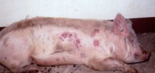 Causes de l'apparition de taches rouges dans les maladies du porc, que faire et comment traiter