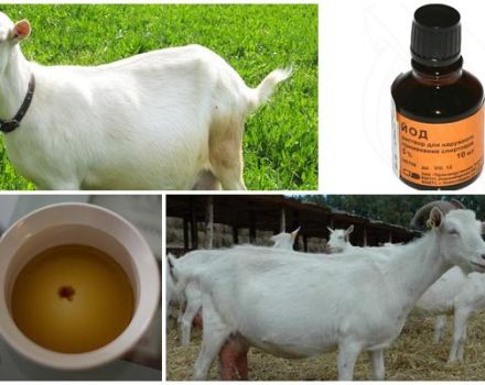 How to determine the pregnancy of a goat at home, signs and methods