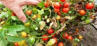 Description de la variété de tomate Prince Borghese, caractéristiques de culture et rendement