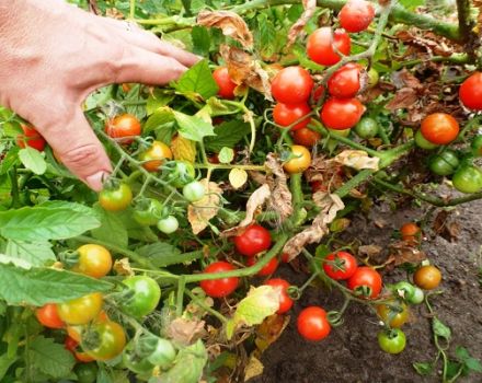 Description de la variété de tomate Prince Borghese, caractéristiques de culture et rendement