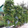 How to make vertical beds for growing strawberries with your own hands