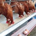 Combien de farine de poisson donner aux poules pondeuses, les avantages et les règles d'utilisation des différents types