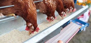 Combien de farine de poisson donner aux poules pondeuses, les avantages et les règles d'utilisation des différents types