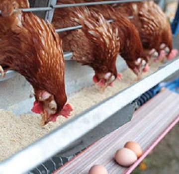 How much fishmeal to give to laying hens, the benefits and rules for using different types