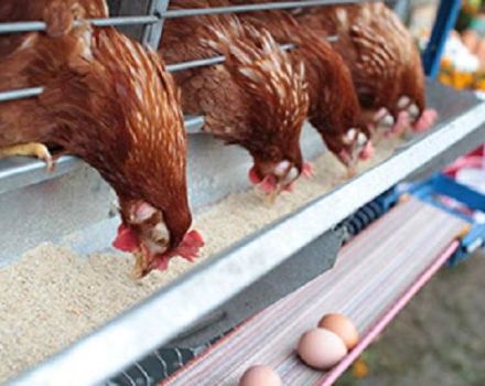 Cuánta harina de pescado dar a las gallinas ponedoras, los beneficios y las reglas para usar diferentes tipos.