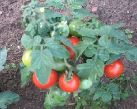 Descripción y características de la variedad de tomate Plyushkin f1