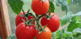 Description of the tomato variety Gavroche and its characteristics