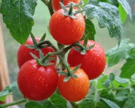 Description de la variété de tomate Gavroche et de ses caractéristiques