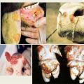 The causative agent and symptoms of foot and mouth disease in cattle, treatment of cows and possible danger