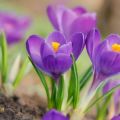 Planter, cultiver et entretenir les crocus en plein champ