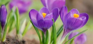 Planter, cultiver et entretenir les crocus en plein champ