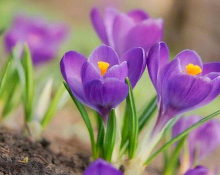 Planter, cultiver et entretenir les crocus en plein champ