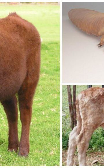 Symptoms of demodicosis in cattle, treatment for subcutaneous ticks and prevention