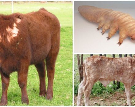 Symptoms of demodicosis in cattle, treatment for subcutaneous ticks and prevention