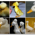 Top 5 des races de canards avec une touffe et leur description, avantages et inconvénients et règles d'élevage