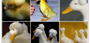 Top 5 breeds of duck with a tuft and their description, pros and cons and breeding rules