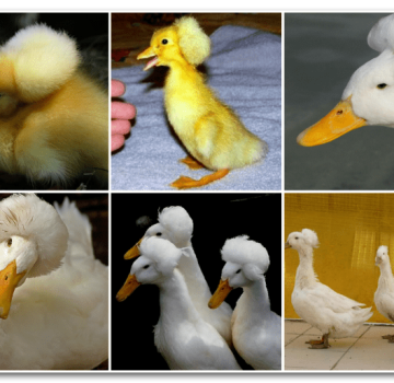 Top 5 breeds of duck with a tuft and their description, pros and cons and breeding rules