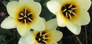 Description des variétés de tulipes botaniques, caractéristiques de plantation et d'entretien