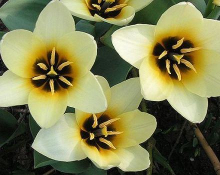 Description des variétés de tulipes botaniques, caractéristiques de plantation et d'entretien