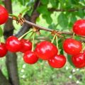 Caractéristiques et description du cultivar, des pollinisateurs et des variétés précoces de cerises Shpanka