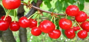 Mga katangian at paglalarawan ng maagang Shpanka cherry cultivar, pollinator at varieties